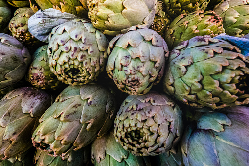 Artichoke plant in spring garden. Ripe artichoke in the hands of woman gardener. Seasonal healthy eating. Organic gardening.