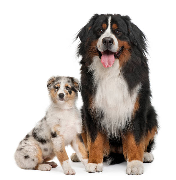 istock Front view of Bernese mountain dog and an australian shepherd 159386727