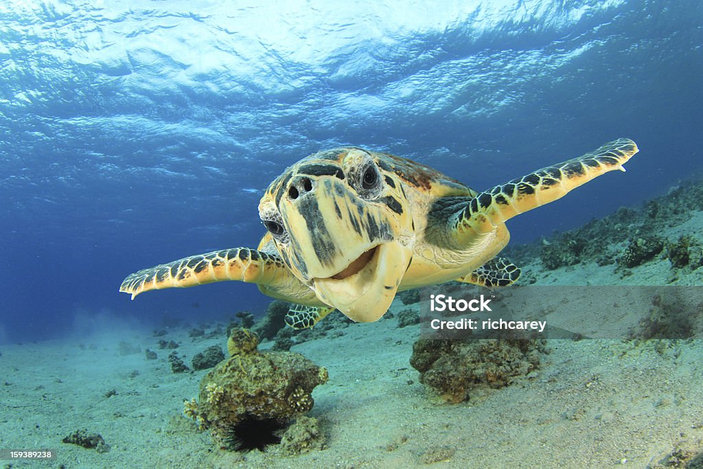 Hawksbill Sea Turtle Hawksbill Sea Turtle in Red Sea Sea Turtle Stock Photo