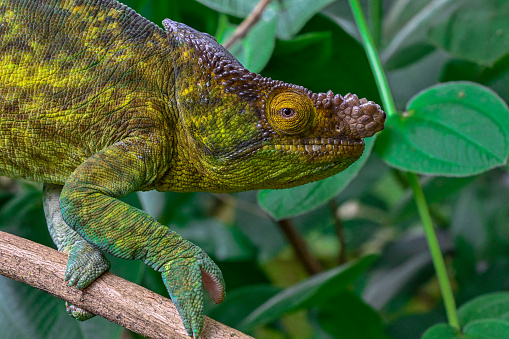 Parson s chameleon (Calumma parsonii), Madagascar