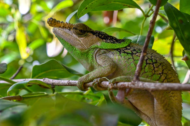 istock Chameleon - Furcifer voeltzkowi 1593894175