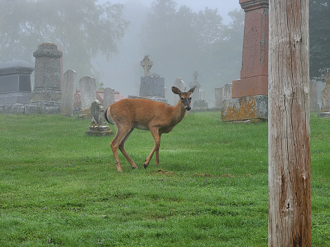 A deer walking through a cemetery on a foggy day, setting an eerie scene.