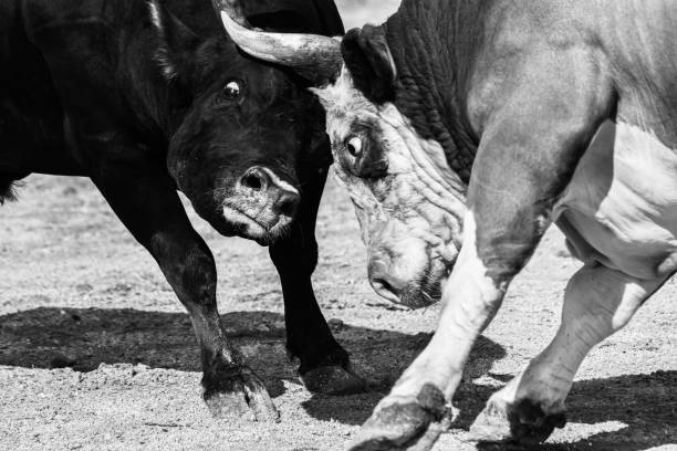 two bulls fighting in bull wrestling black and white photography