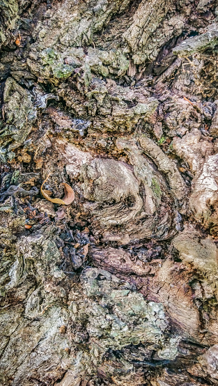 High resolution abstract background wood vignette texture, depicting an old Black Poplar tree bark detail, deeply grooved, intertwined and cracked, with patches of sap flow, lichen and moss growth and spider web filaments.