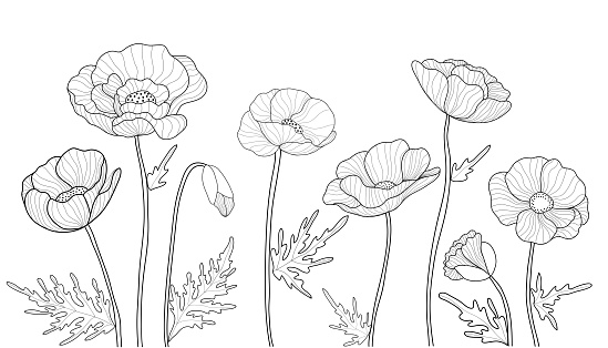 Hand drawn poppy flowers on white background. Doodle drawing. Floral outline design. Vector illustration