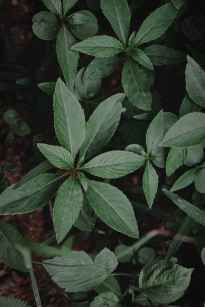 istock Moody Green: Leafy Growth of Herbaceous Plant 1593951080