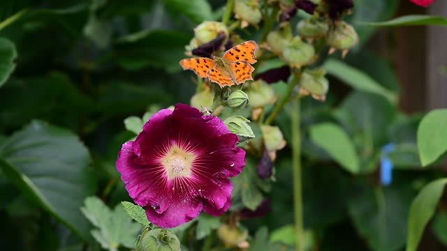 Orange butterfly on red hollyhock flower