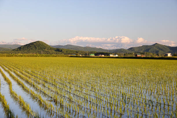 istock Rice fields at Asahikawa overlooking the mountains of Daisetsuzan National Park 1593961782