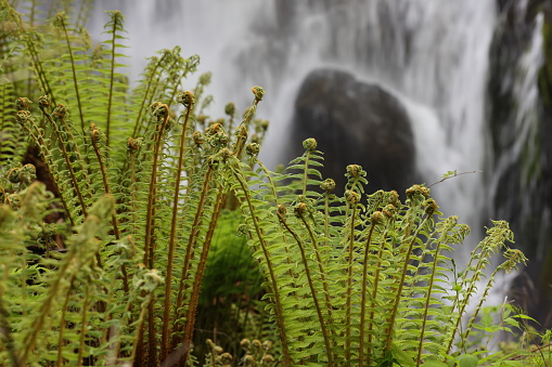 Sobetsu waterfall in May, Hokkaido Japan