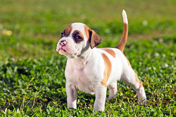 American Staffordshire terrier puppy American Staffordshire terrier puppy standing on grass american staffordshire terrier stock pictures, royalty-free photos & images