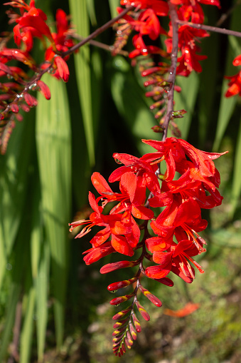 Arching flowers of Crocosmia 'Lucifer', a popular garden flower in the Iris family, Iridaceae.