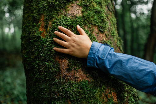 young female hand touching old tree bark at sunrise in summer forest, protect nature, green eco-friendly lifestyle, sunny morning, copy space. High quality photo