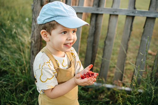 Boy holding strawberries in his hands. Happy childhood