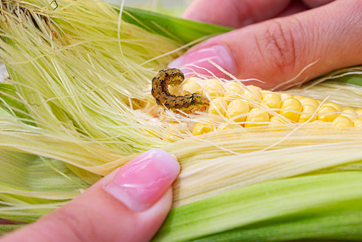 Corn earworm, corn cob attacked by worms in maize field.