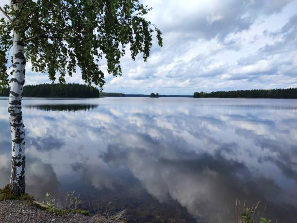 Lake Saimaa July skies with birch tree stock photo