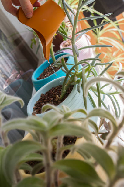 istock Watering The Flowers On Balcony 1594004297