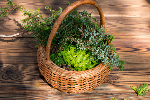 a wicker basket filled with juniper branches with berries. Forest nature, summer atmosphere