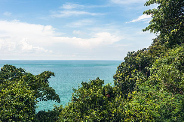 Vista da selva para o mar - foto de acervo