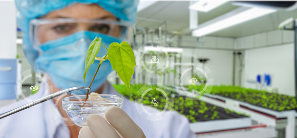 The laboratory assistant examines a prototype plant on a blurred laboratory background.