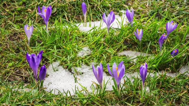 Snow melting and saffron crocus flower blooming in spring Time lapse