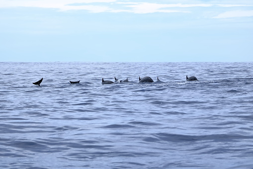 dolphins in the pacific ocean , Costa Rica