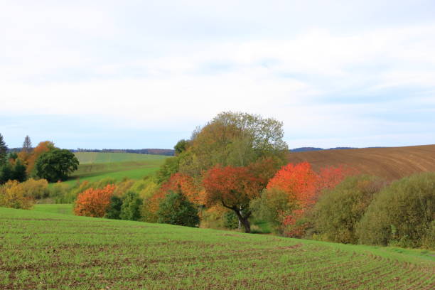 осенний пейзаж близ диппольдисвальде в саксонии, германия - cirrostratus nobody field autumn стоковые фото и изображения