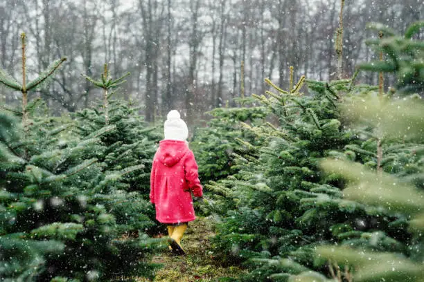 Photo of Adorable little toddler girl with Christmas tree on fir tree cutting plantation . Happy child in winter fashion clothes choosing, cut and felling own xmas tree in forest, family tradition in Germany