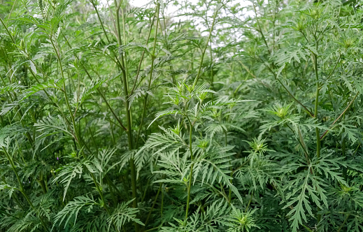 Thickets of the dangerous allergy-causing weed ragweed.