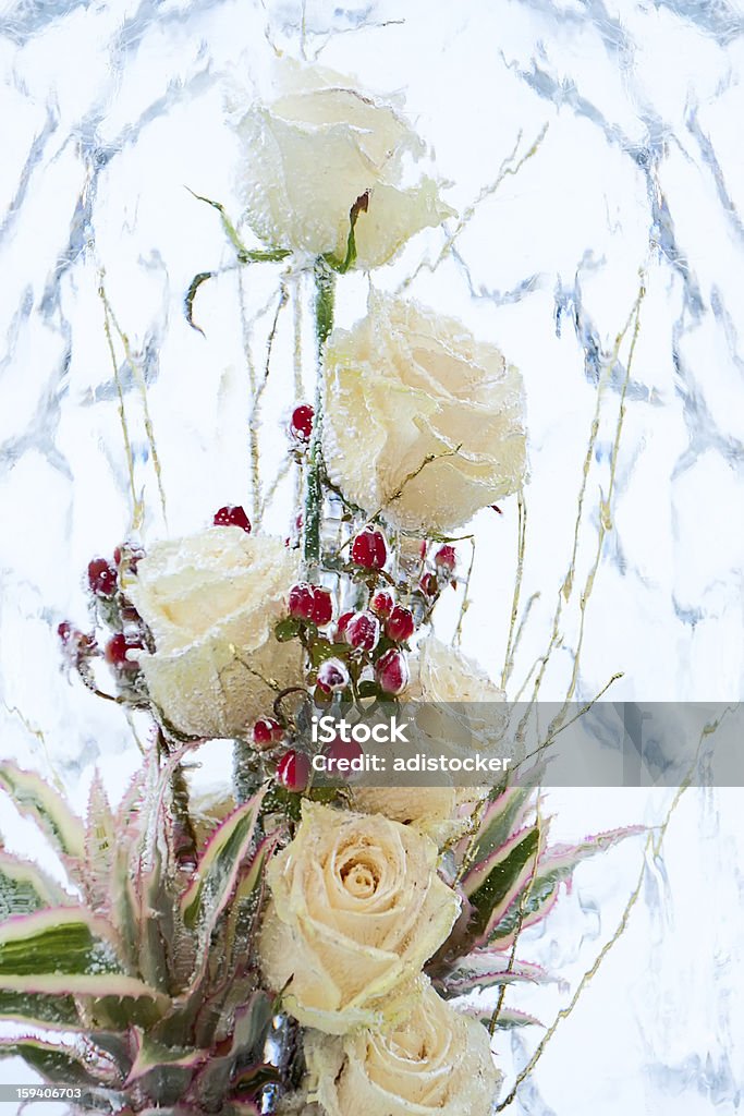 Glaciated rosas blancas - Foto de stock de Azul libre de derechos