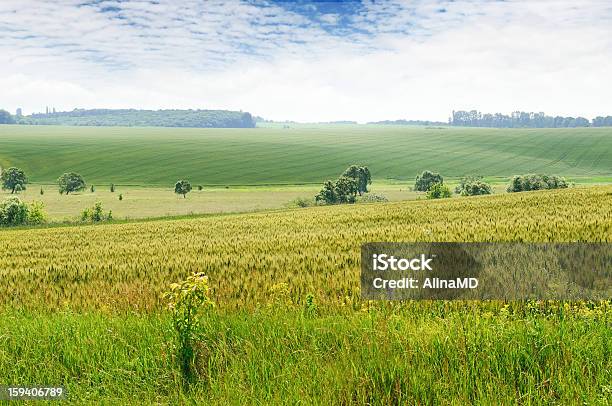 Zielone Pole I Niebo Z Lekka Chmury - zdjęcia stockowe i więcej obrazów Bez ludzi - Bez ludzi, Biały, Chmura