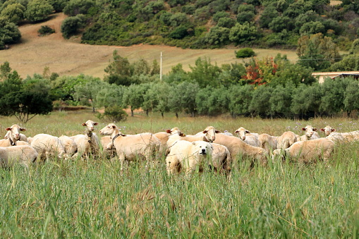 Shepherd dog guarding and leading a sheep flock