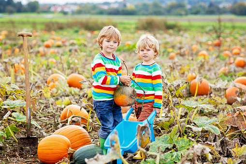 Two little kids boys picking pumpkins on Halloween pumpkin patch. Children playing in field of squash. Kids pick ripe vegetables on a farm in Thanksgiving holiday season. Family having fun in autumn.