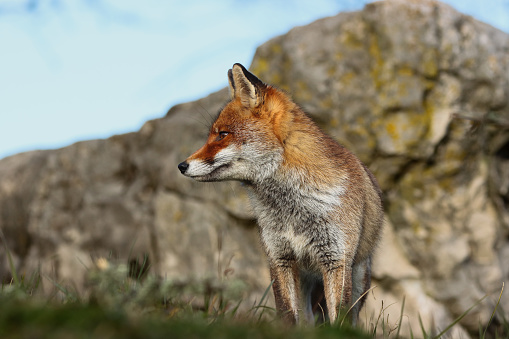 red fox close-up in the clearing between the rocks