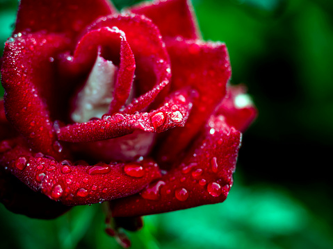 Close-up of a red and white rose with dew drops on the petals, narrow focus area, dew drops resemble small pearls