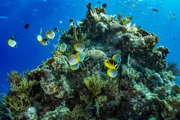 banc de poissons-papillons panda chaetodon adiergastos sur l’île éloignée de tengah, indonésie - peu profond photos et images de collection