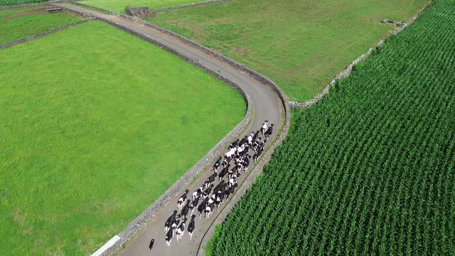 Herd of young dairy cows on a road between fields of grass and cereal fields.
