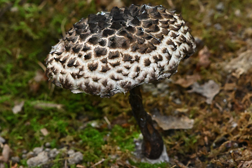 Old man of the woods (Strobilomyces strobilaceus), a bolete (i.e., mushroom) with distinctive dark pyramidal warts on a light surface, native to North America and Europe. In a Connecticut oak-hickory-maple forest, late summer.