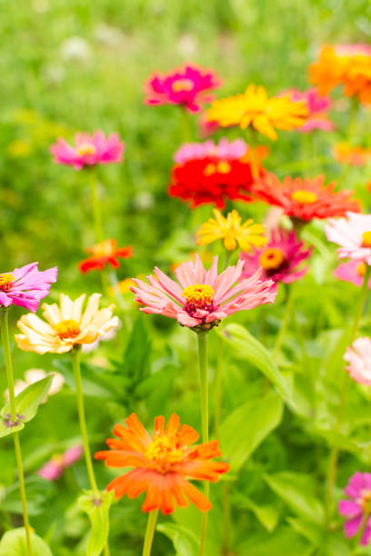 istock Colorful zinnia flowers 1594118316