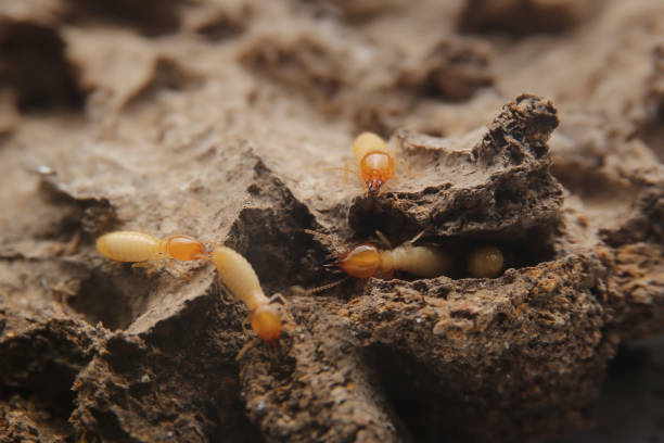 istock Termites in the nest on a white background. Small animals are dangerous for habitat.Work termites are leaving the nest on the ground. 1594118400