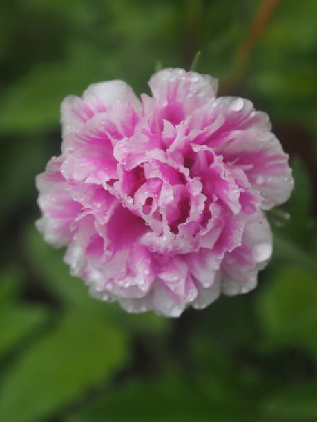 istock flower small in garden after rainy freshness 1594118819