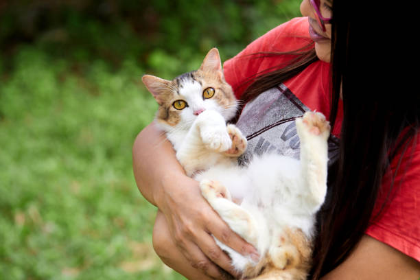 Friendly black stray cat living on the street, selective focus. Homeless animal problem and pet overpopulation concept