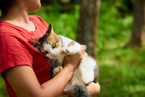 istock A cat its owner embraced in the garden 1594119112
