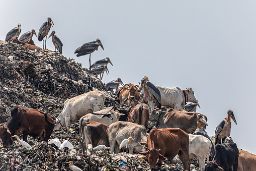 A group of endangered Greater Adjutant, aka Greater Adjutant Storks  (Leptoptilos dubius) eking out a living with Cattle, Western Cattle Egrets and other birds at the Gorchuk
Rubbish tip in Guwahati, Assam, India.