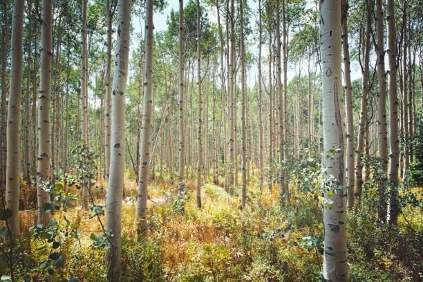 istock Forest of Aspen trees in Utah 1594130814