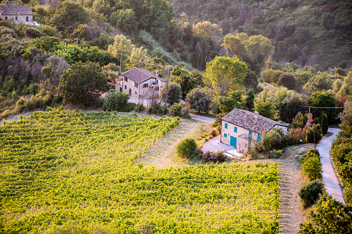 Rural landscape in Umbria, Italy with houses and vineyard.