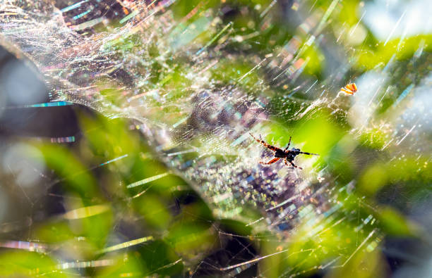 Free Stock Photo of Colorful spider in intricate web on a blurred ...
