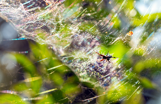 spider catches insects on a sunny morning