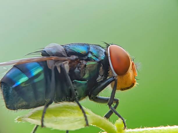 istock A fly with shiny green body. 1594137446