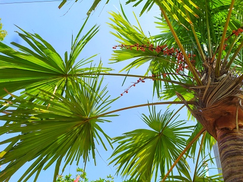 A palm tree with branched leaves and red fruit