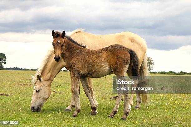 개척시대의 팔로미노 마레 Grazes 베이에서의 망아지 승강장은 그녀의 측면 0명에 대한 스톡 사진 및 기타 이미지 - 0명, 경관, 구름